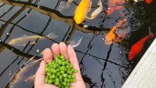 Peas Koi Are Jumping Out Water [upl. by Enialb]