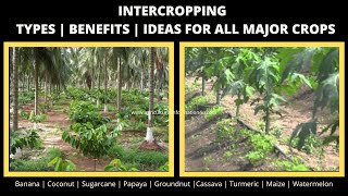 Intercropping Types  Benefits  Inter crop guide for major crops  2020 [upl. by Patten641]