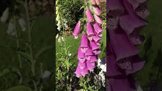 cottagegarden foxgloves🐝 [upl. by Offen]