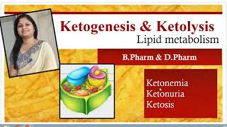 Ketogenesis amp KetolysisKetone bodiesLipid metabolismShiv Bhadra Singh [upl. by Yecaj]