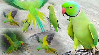 Parrot Green Ring neck Looking So Parrot Natural [upl. by Ashraf]