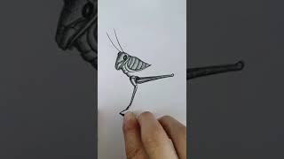 Simply draw a grasshopper learnto draw with Douyin youtubeshorts shorts shortsfeed art foryou [upl. by Iveel]