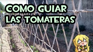 Como guiar las Tomateras  Entutorado con cañas [upl. by Zednanreh]