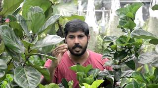 FIDDLE LEAF FIG indoor plant FICUS LYRATA care tips and full information in മലയാളം [upl. by Asssilem292]