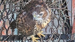 RedTailed Hawk Chick Makes Foray Towards Fledge Ledge On Exploratory Morning – June 4 2024 [upl. by Harod]