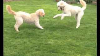 Two Goldendoodle Dogs Playing [upl. by Hecht476]