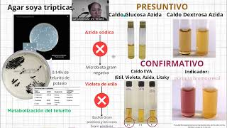 Enterococcus faecalis presentación Bacteriología Médica UACH [upl. by Henrieta]