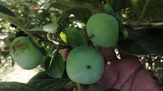 How To Grow amp Care Persimmon Japani phal plantIts my 4 Year old plant From Seed [upl. by Bink]