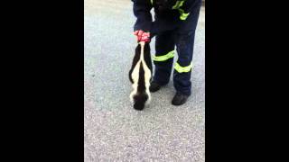 Man saves skunks life and almost gets sprayed [upl. by Zetnas]