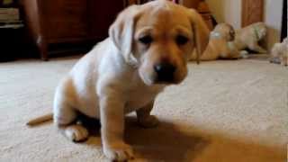 Yellow Labrador Retriever Puppies playing 6 weeks CUTE explosion BucABuc Farm [upl. by Saks]