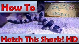 🦈 How to Hatch a Bamboo Shark Full HD [upl. by Lovett]