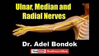 Ulnar Median and Radial Nerves Dr Adel Bondok [upl. by Halstead]