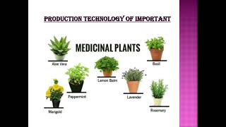 Production technology of Medicinal plantsCostus speciosus [upl. by Lepp735]