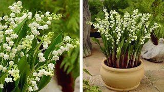 How to Plant Lily of the Valley Spring Garden Guide [upl. by Arly256]