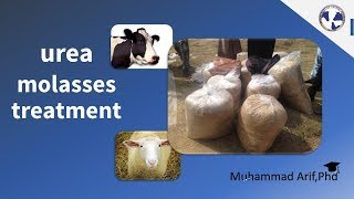 Urea Molasses Treatment the Best way for Fodder Conservation animalscience ureamollasestreatment [upl. by Theda778]