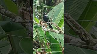 Drongo  interesting sounds and calls of Racket tailed drongo [upl. by Brackett]