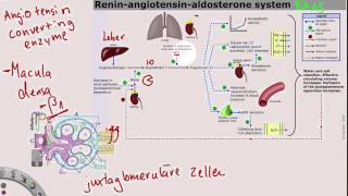 ReninAngiotensinAldosteronSystem [upl. by Atin]