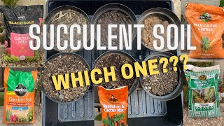 A Closer Look at Succulent Soil  Which Cactus and Succulent Soil is better [upl. by Ardnuhsor]