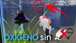 Asi se Oxigena un ACUARIO correctamente 😮  como oxigenar tu acuario sin bomba de oxígeno [upl. by Matthieu]