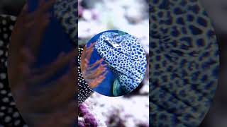 Eels AquaticLife MarineBiology MysteriousCreatures [upl. by Anitra979]