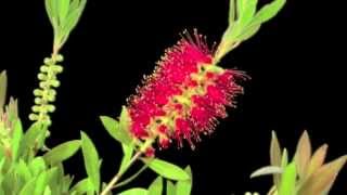 Callistemon [upl. by Warrenne]