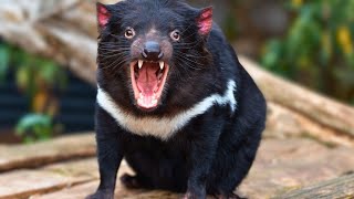 TASMANIAN DEVIL THE FEARSOME CARNIVORE OF AUSTRALIA [upl. by Goer840]