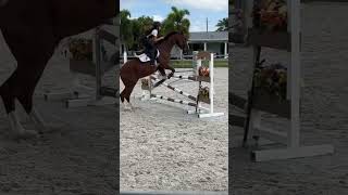 telley flying over 105m  horse horseriding trending equestrian fyp horsefan viralsounds [upl. by Greenfield]