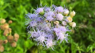 Plant Profile Greggs Blue Mistflower  Conoclinium Eupatorium greggii [upl. by Ydoc]