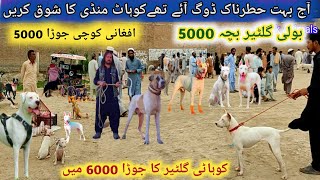 Biggest Dogs🐶 Market 👌Pitbull vs Kohati gultair German shepherd bully dog  Pk Animals [upl. by Jenny]