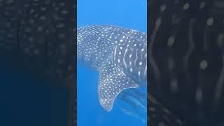 Swimming with whale sharks on the Ningaloo ningaloo ningalooreef whaleshark whalesharks ocean [upl. by Nuahsed]