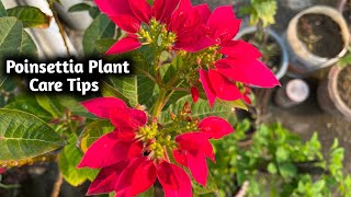 Care of Poinsettia Plant  How to Grow amp Care Poinsettia Plant  Beautiful Winter Plant Care Tips [upl. by Ayot]