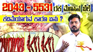 2043  5531 ಮೆಣಸಿನ ರಕ ಬೆಲೆ ಕಡಿಮೆಯಾಗುವ ಕಾರಣ ಏನು chilli market todayrate byadigi prices today [upl. by Alliuqa]