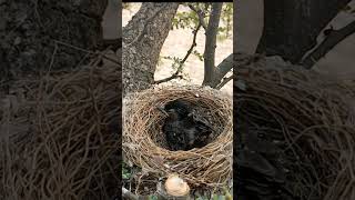 unique drongo bird moment shorts [upl. by Fevre]