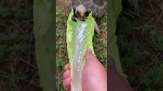 A nice Leaf of romaine Lettuce￼ with Calcium powder Satisfying￼￼ [upl. by Onairam920]