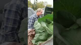 Cabbage – 138 lbs 62 7 kg [upl. by Nilra]