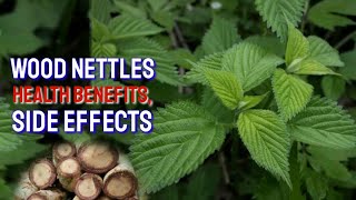 Stinging Nettle A Nutritive Herb and Energizing Tea [upl. by Phionna390]