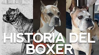 LA HISTORIA DEL BOXER [upl. by Vachil]