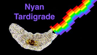 Nyan Tardigrade Tardigrade Pooping Rainbow under the microscope High Magnification [upl. by Batha]