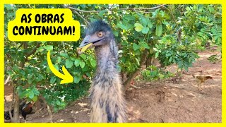 Lago dos Emus Australianos  Gutejando [upl. by Virginia]