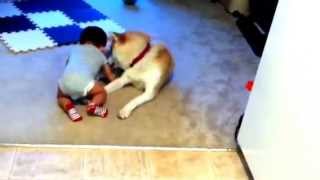 Akita dog attacks babywith a lot of love [upl. by Limaa]