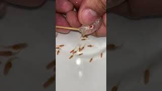 albino auratus fish gives birth to 20 baby fish 🥰👍🙏 fish aquariumfish [upl. by Rohn]