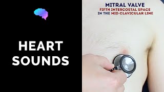 Heart murmur sounds cardiac auscultation sounds  UKMLA  CPSA [upl. by Abshier]