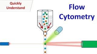 Flow Cytometry animation [upl. by Nananne145]