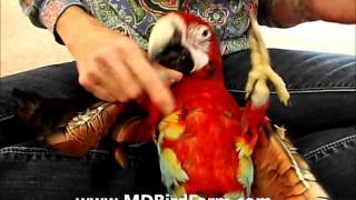 Quatro Macaw [upl. by Ponton]