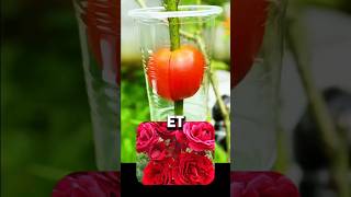 Faire Pousser un Rosier à facilement avec une Tomate  🌹🍅 short shorts tiktok [upl. by Alphard281]