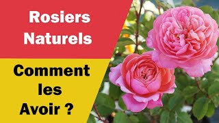 Meilleurs Astuces pour Avoir de Beaux Rosiers Naturels [upl. by Jannery]