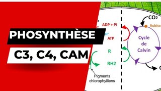 Photosynthèse C3 C4 et CAM [upl. by Brietta]