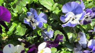 How to Care for Viola Flowers [upl. by Rollins]