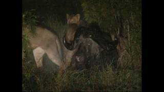 RARE AND EXPLOSIVE LION ATTACKING MALE BUFFALO IN KRUGER [upl. by Saks606]