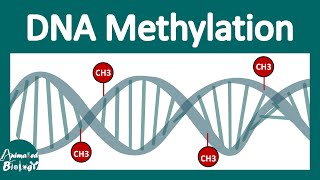 DNA methylation  What is DNA methylation and why is it important [upl. by Arodasi146]